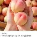 국내산 대극천복숭아 1kg