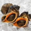 국내산 참소라 대 사이즈 1kg