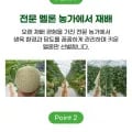 전남 머스크멜론 메론 2kg 내외 총 1-2수 내외 1-2수 내외
