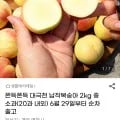 대극천 납작복숭아 2kg 중소과