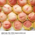 딱딱이 대극천 복숭아 로얄 kg 1