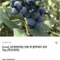 장흥 햇 블루베리 생과 1kg