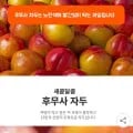 후무사 자두 5kg 16,380원