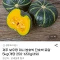 제주 보우짱 미니 밤호박 로얄 5kg