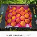 경북 고당도 황도복숭아 4kg (12,260원~/무료)