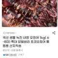 국산 생물 녹진 내장 오징어 1kg(6-8미) 당일바리 초코오징어 통찜용