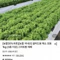 샐러드용 채소 1kg (3종이상) (4,420원/무료)