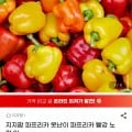 지지팜 못난이 파프리카 빨강 노랑 2kg (8,990원/무료)