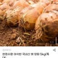 국내산 햇 양파 5kg(특대) (6,920원/무료)