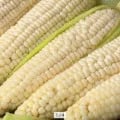 미백 찰 옥수수 20개 (14,430원 / 무료배소