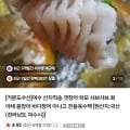 여수 산지직송 특대 갯장어샤브 1~3미 육수티백+폰즈소스 30,900원