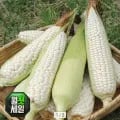 미백 옥수수 15cm이상 10미 8,710원