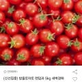 방울토마토 랜덤 5kg
