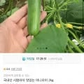 국내산 미니오이 2kg (7,830원/무료)