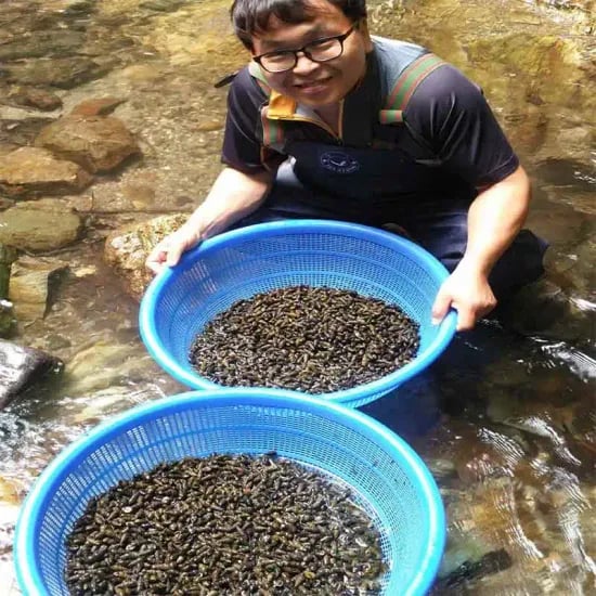 차량진공청소기 러시아 자숙 절단대게 다리 1kg 외 다양