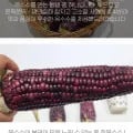 여수 흑 찰옥수수 특품 16cm이상 15개(14,700원/무배)