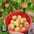 백도 복숭아 4kg (17,820원/무료)