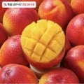 옐로드림 복숭아 로얄과 1kg 6-9과 (12,900원/무료배송)