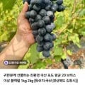 블랙펄 포도 1kg (16,900원/무료)