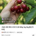 미국산 체리 500g 특대사이즈 9.5R (12,700원/무료)