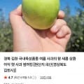 햇 사과 썸머킹 3kg 13과 이상 (21,900원/무료)