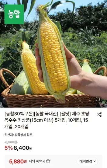 제주 초당옥수수 최상품 5개