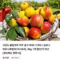 고당도 플럼코트 하모니 로얄과 2kg