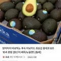 후숙 아보카도 중대과 6개 (9,600원/무료)
