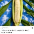 미백찰옥수수 20개입 8~14cm 이내 중품 (9,200원/무배)