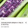 햇흑찰옥수수 특품 10송이 (카카오11,830원/무료)