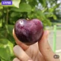 신품종 나디아 체리 자두 1kg