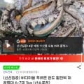 완도 활전복 대왕특대 6~7미 1kg (19,850원/무배)