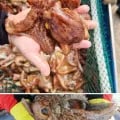 남해안 돌문어 1kg (19,990원/무배)