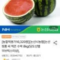 논산농협 정품 씨 적은 수박 8kg (16,320원/무료)