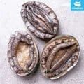 완도 활 전복 kg 9-10미 (16,750원/무배)