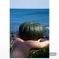 미니 밤호박 4kg (12,330원/무료)