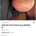 대극천복숭아 혼합과 3kg (14,630원/무료)