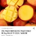 옐로드림 망고 복숭아 2kg (12,470원 / 무배)