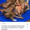 국내산 활 돌문어 당일조업 1kg 1-3미 (16,900원/무료)
