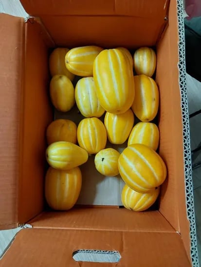 못난이 혼합과 참외 0kg (6,519/3,000)1