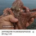 당일작업 활 돌문어 1kg 1-3미(14.960원/무배)