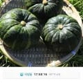 제주 미니 보우짱 정품 밤호박 5kg (11,830원/무료)