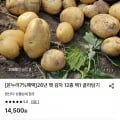 26년 햇 감자 중 10kg (11,030원/무료)