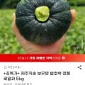 제주직송 보우짱 밤호박 정품 로얄과 5kg (12,400원/무배)