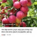 고당도 산지직송 경북 대석자두 중 2키로 (2,900원/무료)1