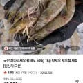 국산 흰다리새우 활새우 kg 왕새우 (29,800원/네멤무배)1