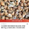 포항 활 살고동 고추골뱅이 1kg 소(50미 내외) (7,790원/무료)