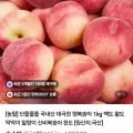 대극천복숭아 소과 1kg (9,950원/무배)