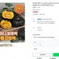 제주 미니 밤호박 보우짱 국내산 단호박 로얄과 kg (6900원/무배)1