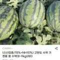 가정용 꿀수박 8~9kg 내외 (13,120원/무료)
